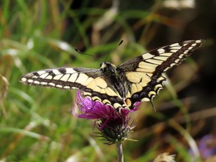 Bunter Schmetterling auf einer Blume