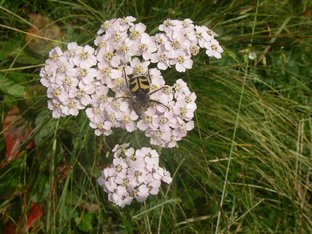 Weiße Blüten der Schafgarbe