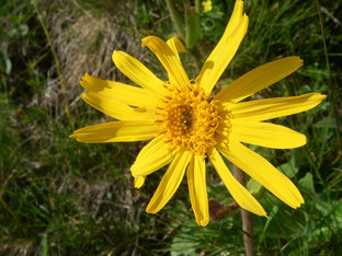 Goldene Arnikablüte