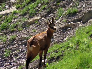 Eine Gemse in wilder Bergnatur