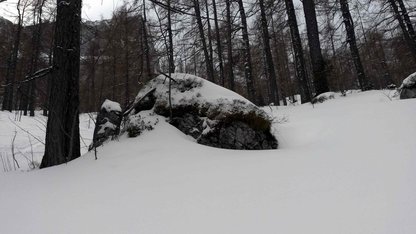 Schneebedeckter Felsen im alpinen Lärchenwald