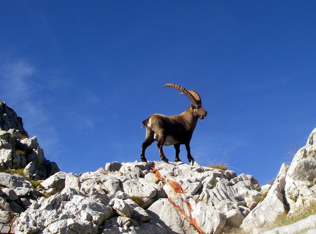 Kapitaler Steinbock auf hellen Kalkfelsen im Gebirge 