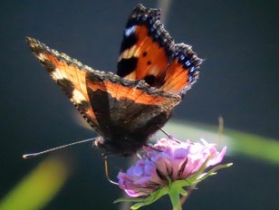 Bunter Schmetterling auf einer Blume