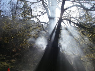 Lichtstrahlen fallen am Morgen durch das Geäst eines alten Ahorns