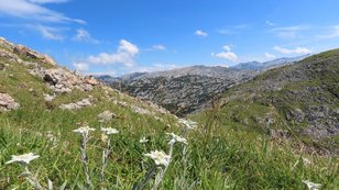 Vielzählige Edelweißblüten in einem weiten Karstgebirge 