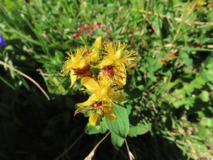 Goldene Blüten des Johanniskraut