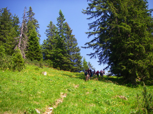 Bergwanderer auf grüner Wiese