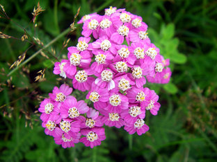 Rosafarbene Blüte der Schafgarbe