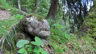 Wurzelknolle im Bergwald