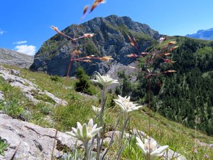 Mehrere Edelweißblüten vor einem markanten Berg