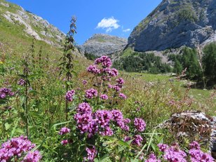 Viele bunte Bergblumen und Berg mit Wolke 