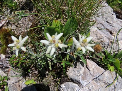 Drei Edelweißblüten in einer Reihe 