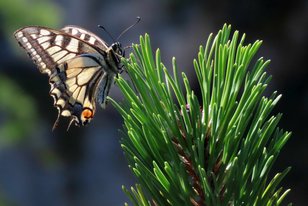 Schmetterling an einer Latsche