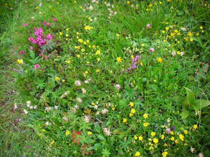 Bunte Wildkräuterwiese in den Alpen