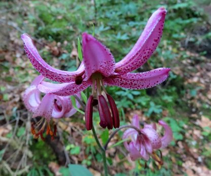 Komplett geöffnete Türkenbundlilien Blüte