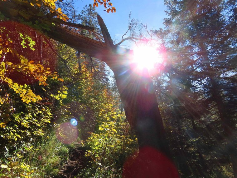 Sonne leuchtet zwischen bunten Herbstbäumen hervor