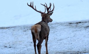 Prächtiger Hirsch mit Geweih