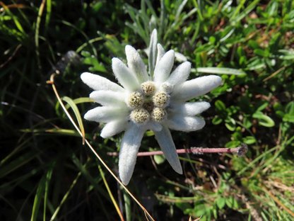 Edelweißblüte mit vielen Blütenblättern