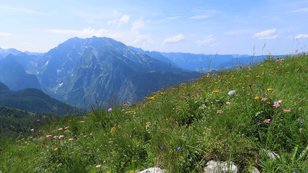 Üppige Bergkräuterwiese vor markantem Felsberg