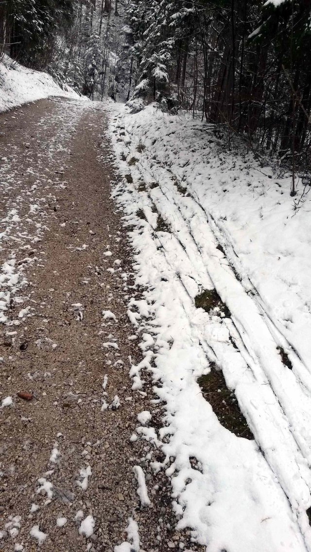 Skispuren entlang eines schneefreien Forstweges