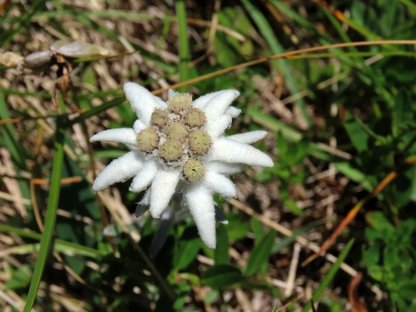 Sehr ausgeprägte Edelweißblüte