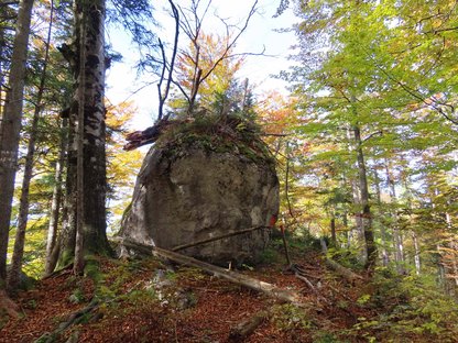 Großer Felsen mit Baumbewuchs im Bergwald