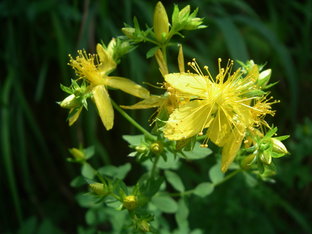 Nahaufnahme goldener Johanniskrautblüten