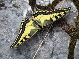 Gelbschwarzer Schmetterling