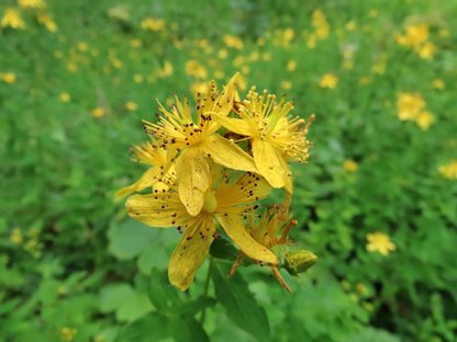 Goldgelbe Johanniskrautblüten