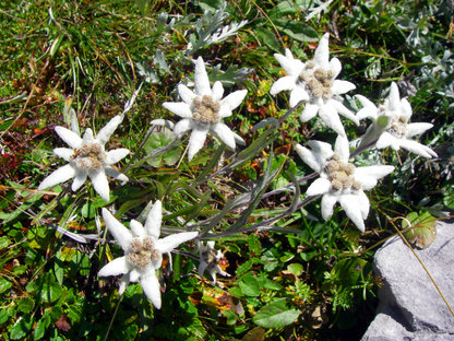 Mehrere Edelweißblüten