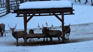 Viele Hirsche an einer Wildfütterung im Winter