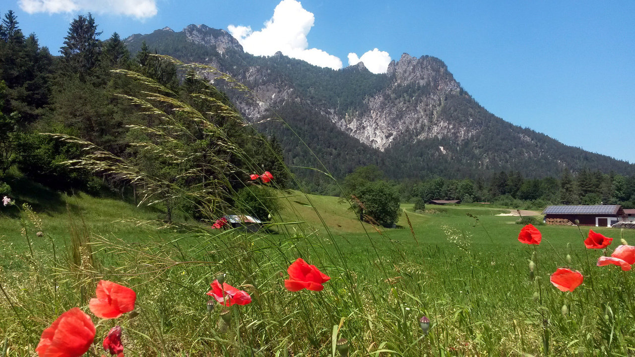 Mohnblumen, Wiese und Berg