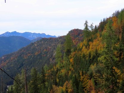 Herbstlicher Bergwald auf mittelgebirgsartigen Bergrücken