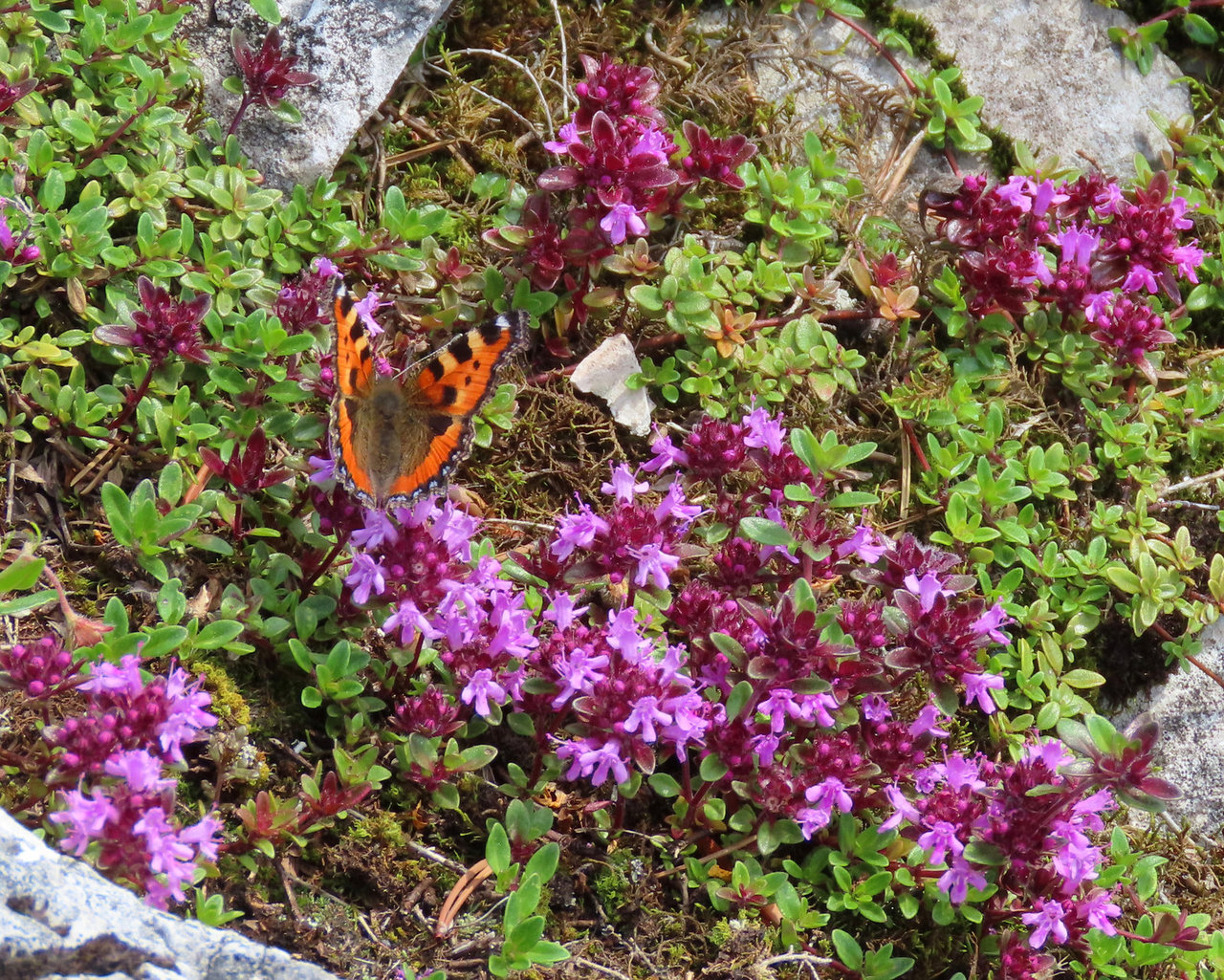 Violette Thymianblüten mit Schmetterling