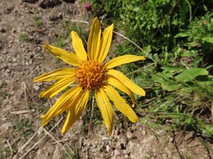 Goldene Blüte der Arnika