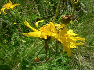 Alpine Heilpflanze mit goldener Blüte