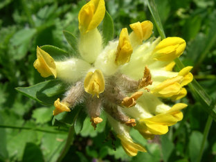 Gelbe, haarige Blüte des Wundklees