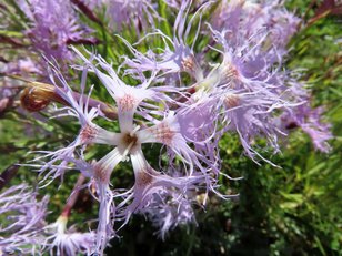 Äußerst kurios wirkende Bergblume 