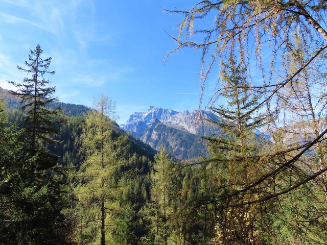 Herbstlicher Bergwald und Blick zu einem markanten Felsgipfel