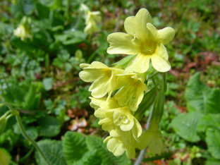 Goldgelbe Schlüsselblumen