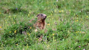 Murmeltier in einer Bergkräuterwiese