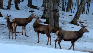 Hirsche im Winterwald