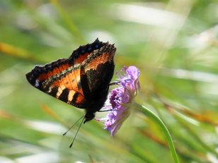 Bunter Schmetterling auf einer Blume